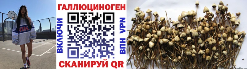 где продают   Колпашево  Псилоцибиновые грибы мицелий 